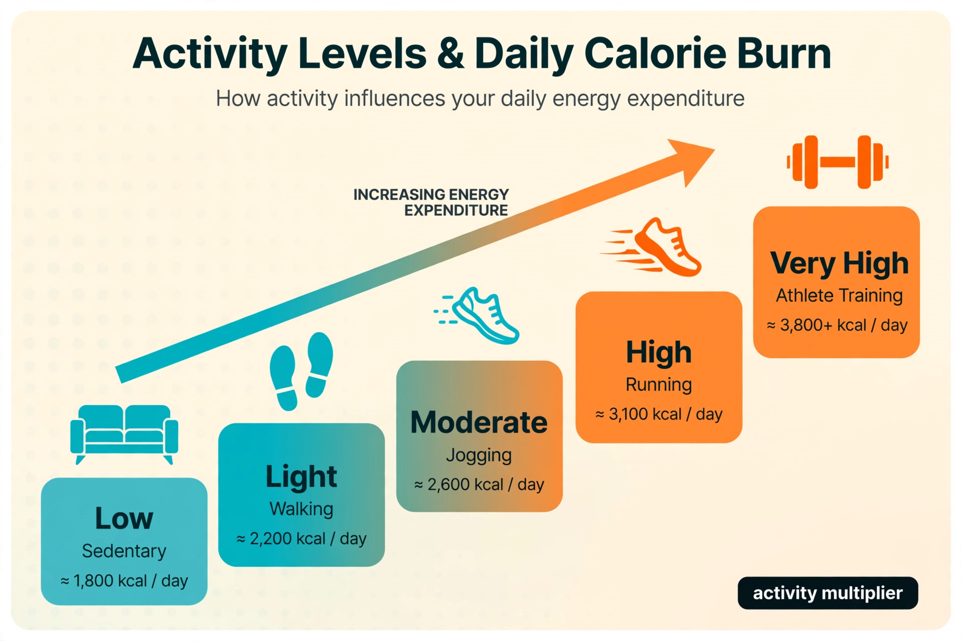 Activity levels and daily calorie burn illustration showing how the activity multiplier scales resting metabolism into total daily energy expenditure